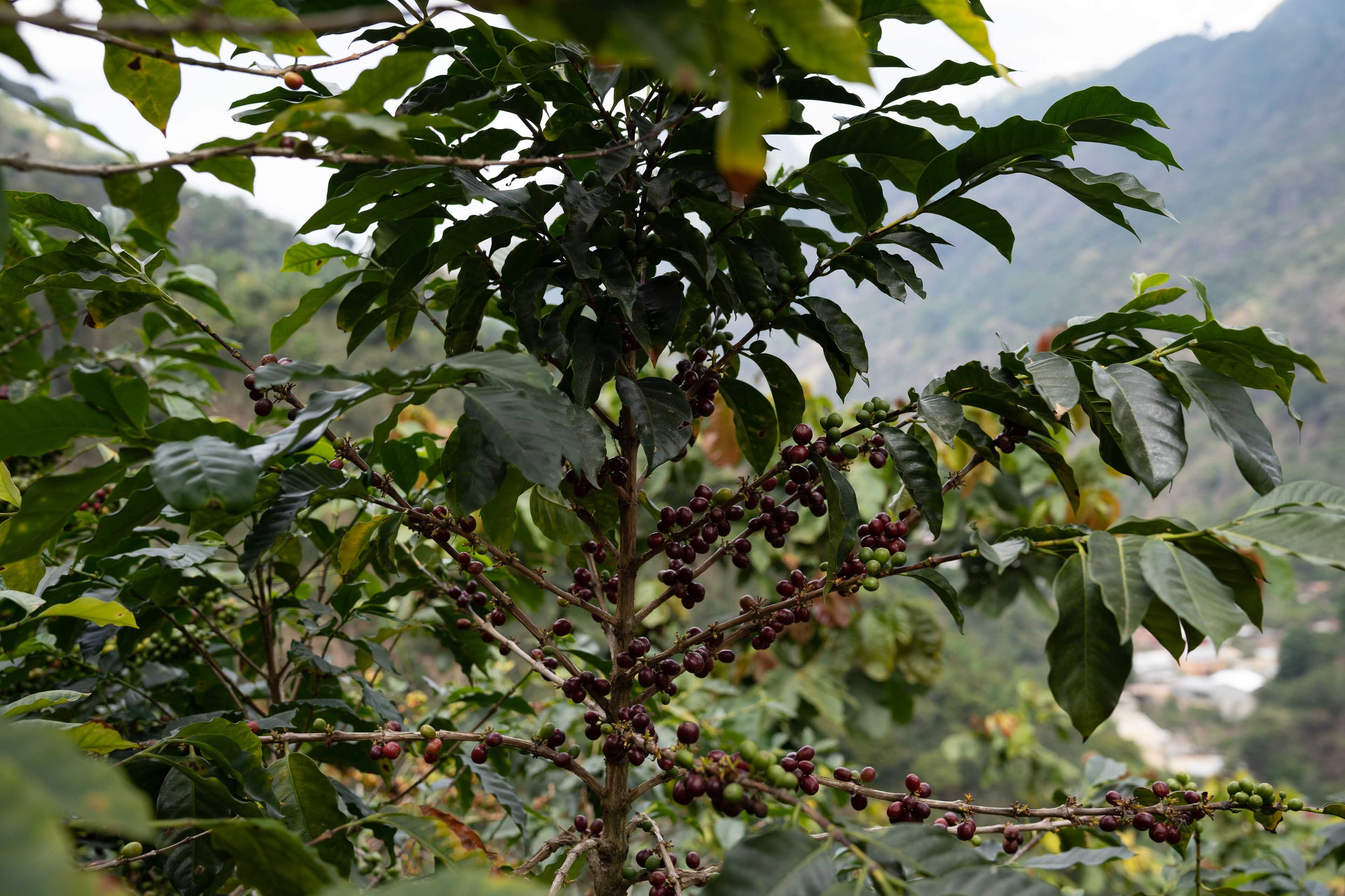 coffee plants with the mountains in the background