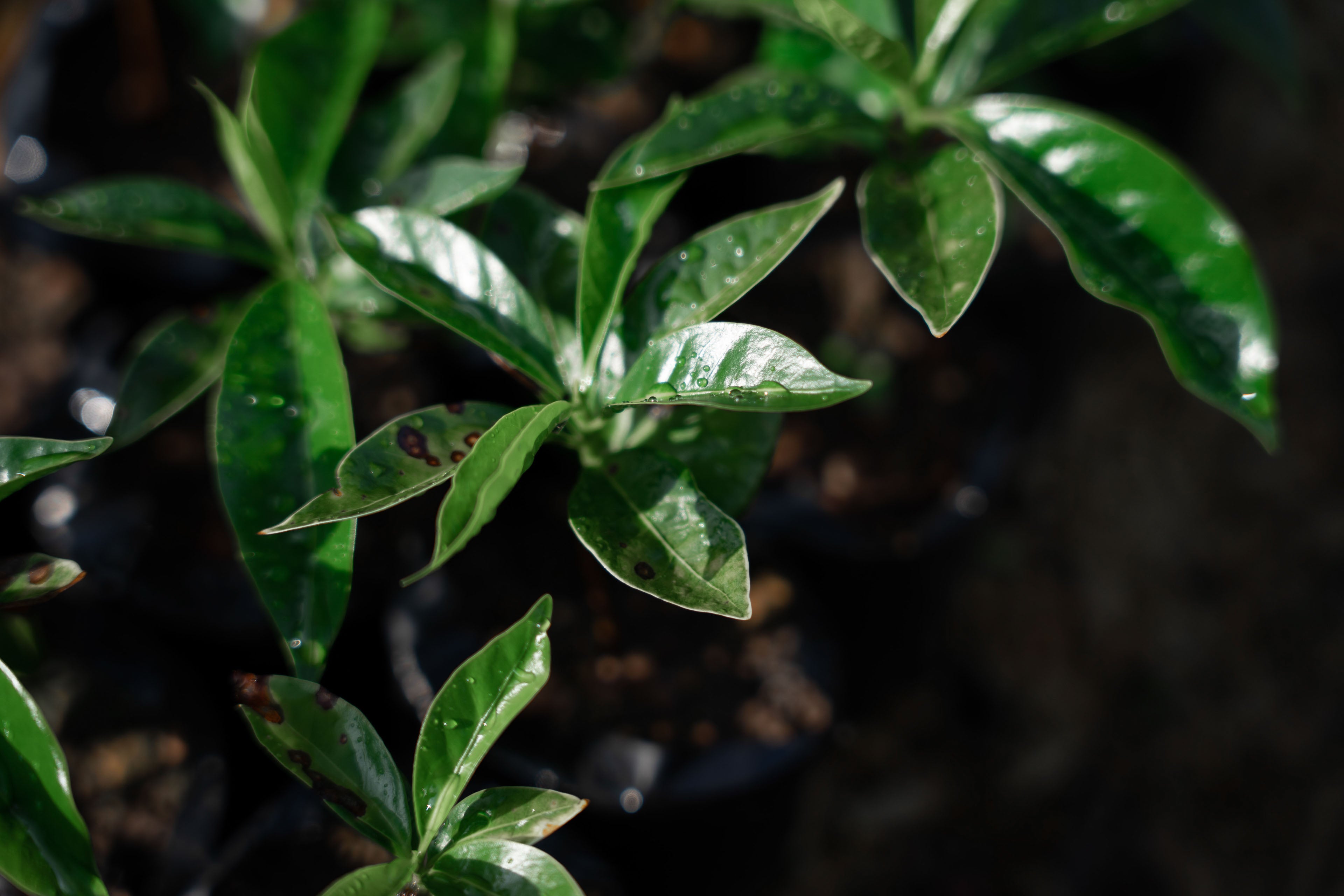 Coffee plant and leaves