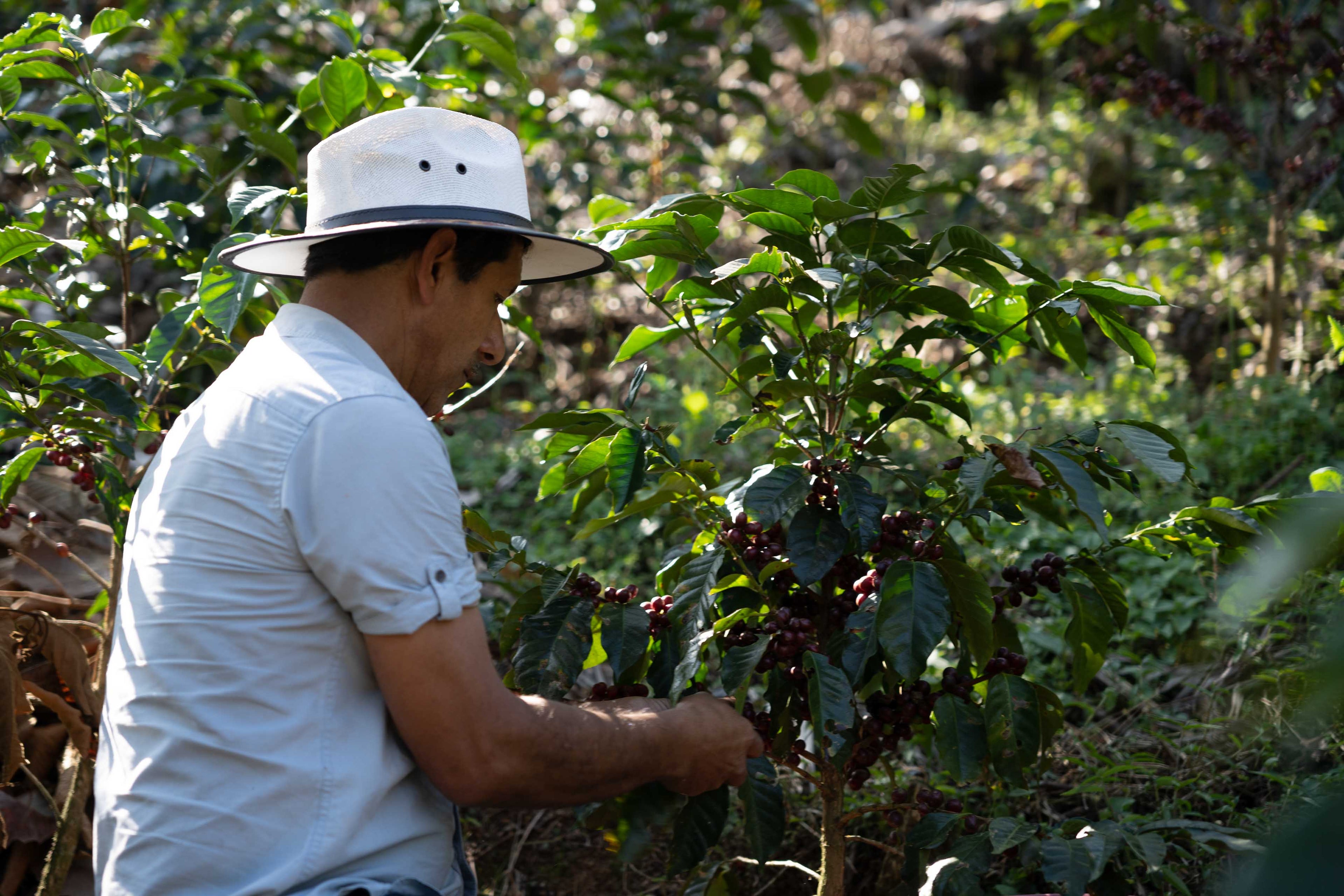 farmer picking coffee beans