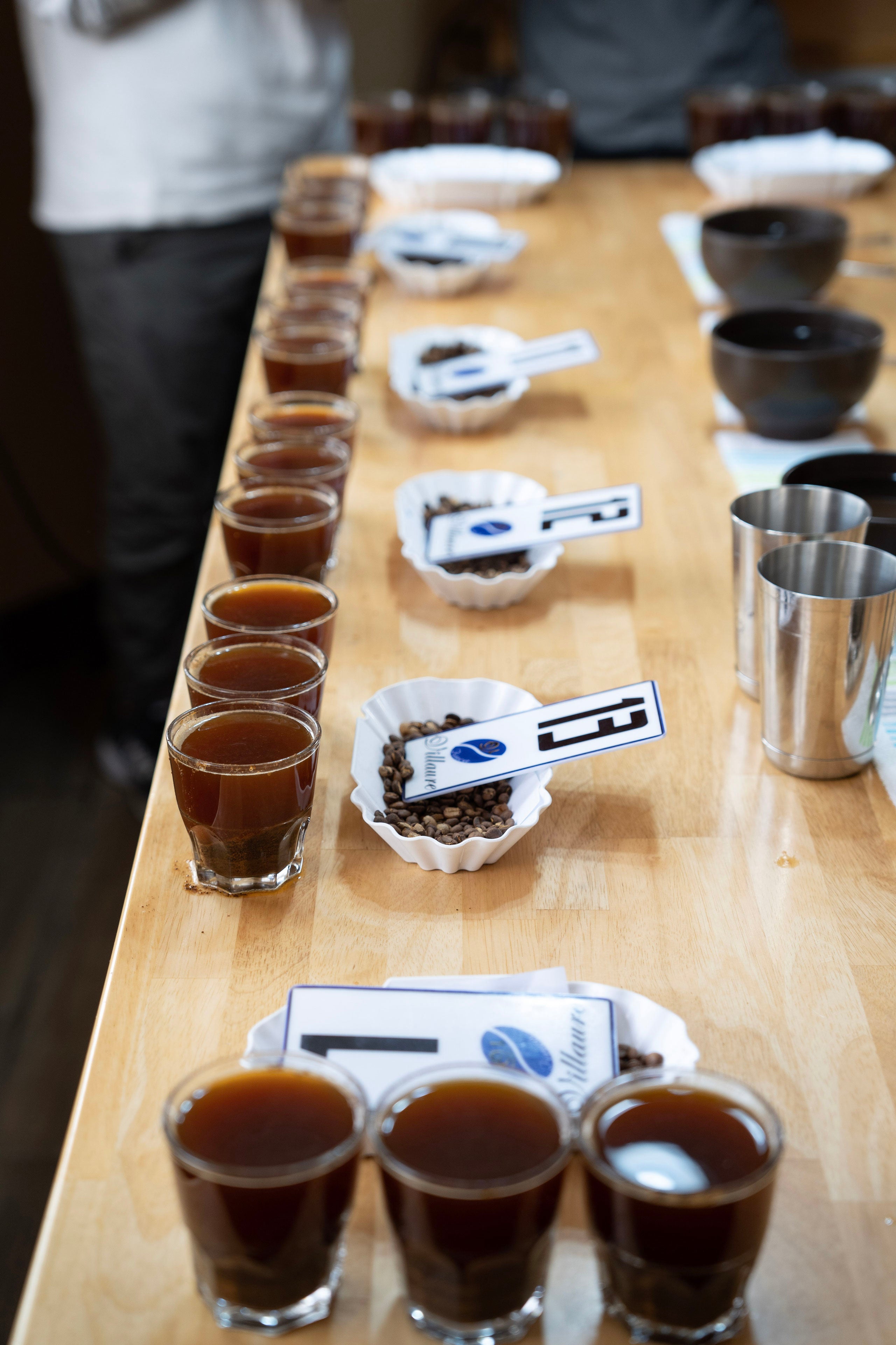 Coffee samples lined up a table for cupping