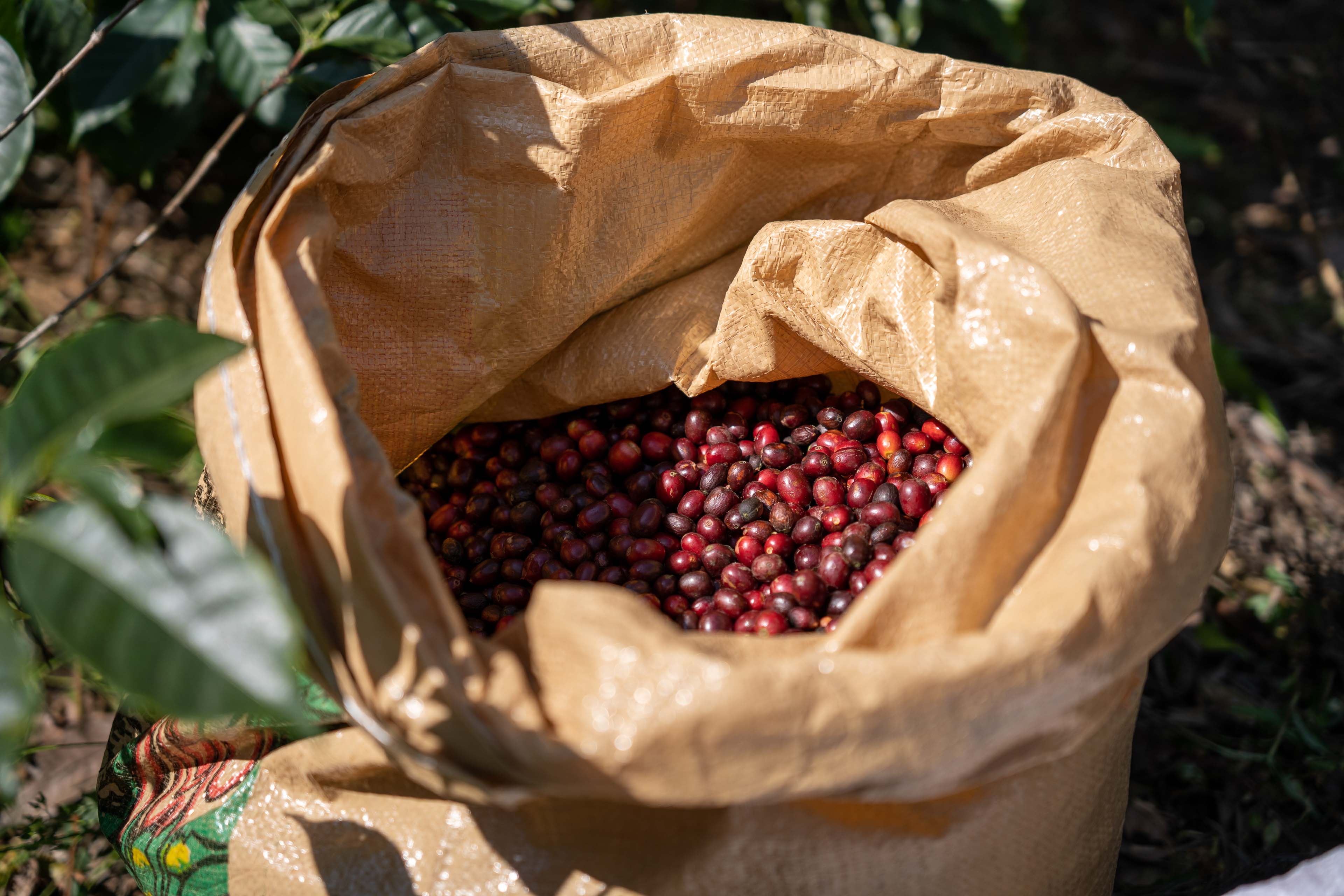 bag of coffee freshly picked