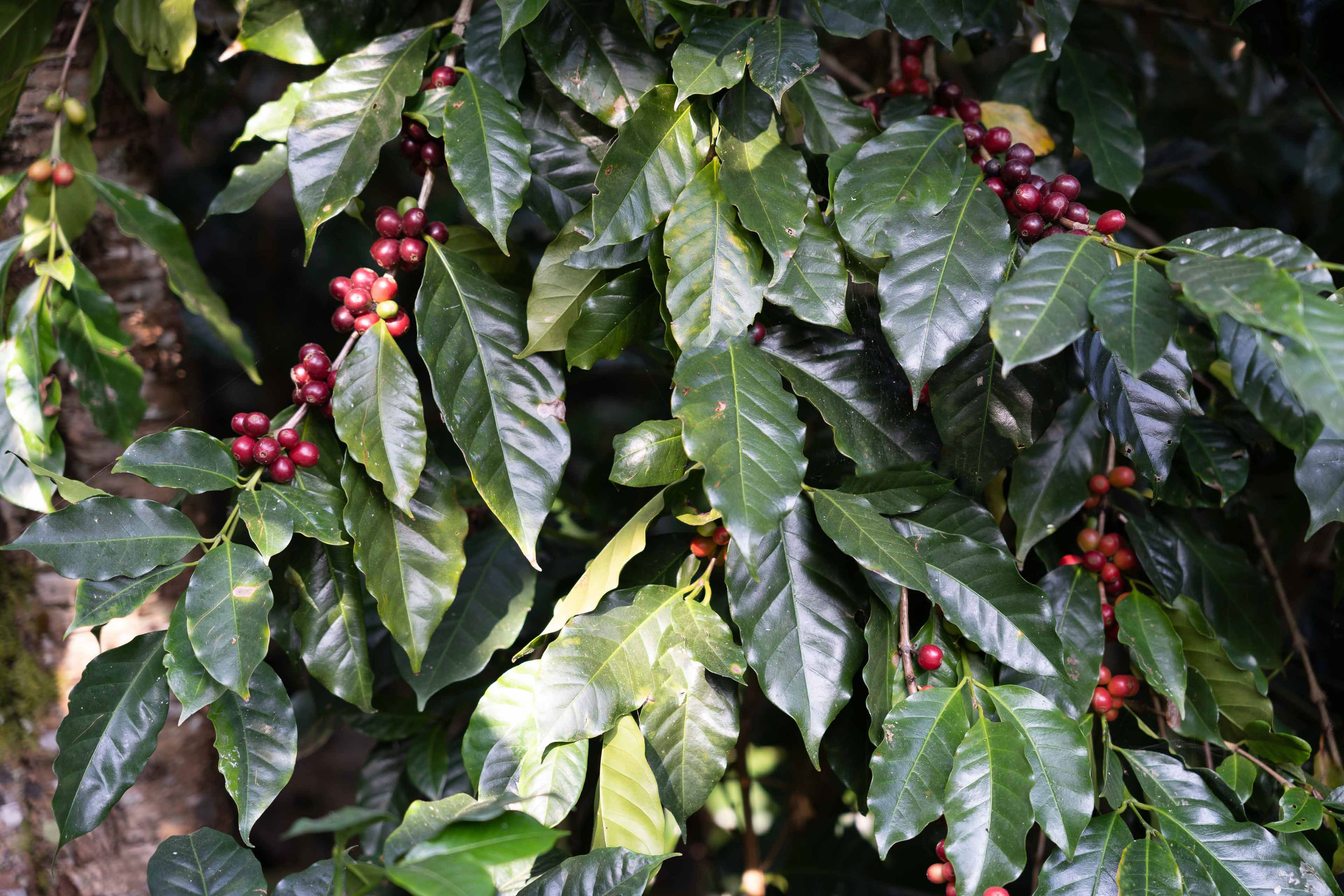 coffee plant folliage