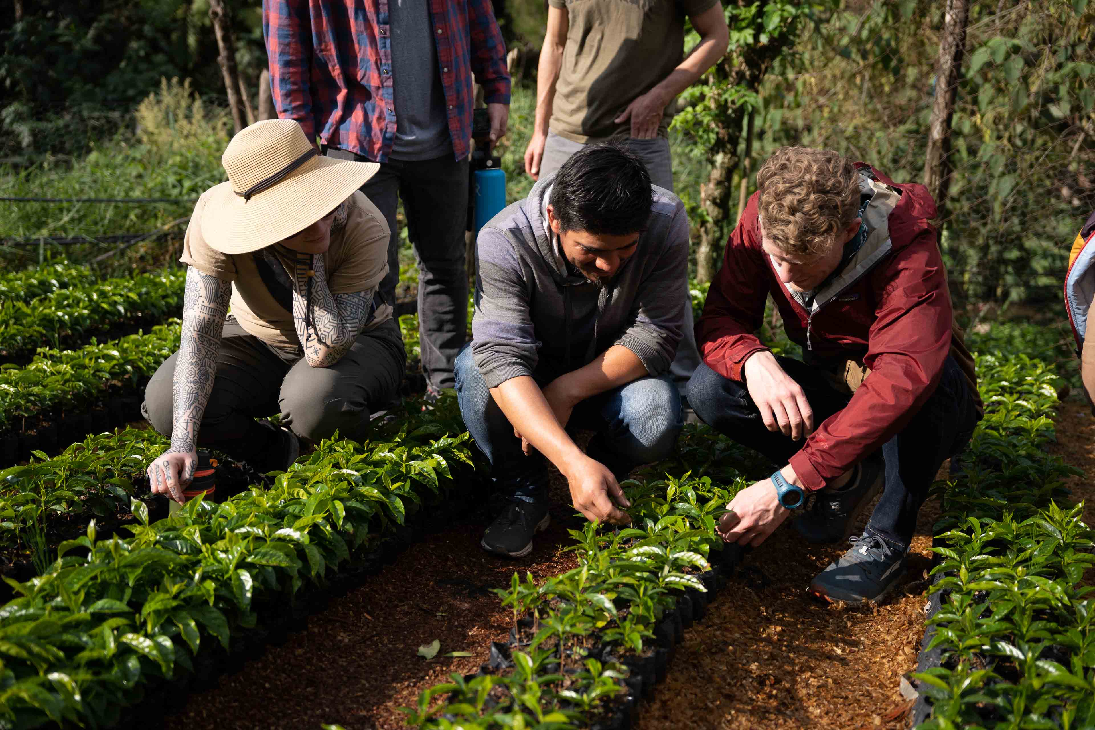 CCR team and farm owners inspecting coffee plants